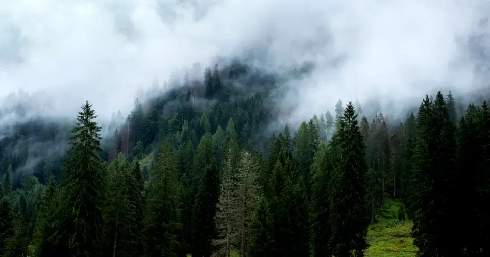 The same forest after a grade - deeper shadows, a cooler cast, and richer green, so it reads as a deliberate mood instead of a flat snapshot.