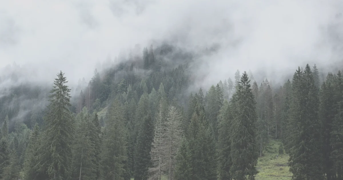 A misty pine forest looking flat and washed out - low contrast, lifted shadows, and drained, greyish green.