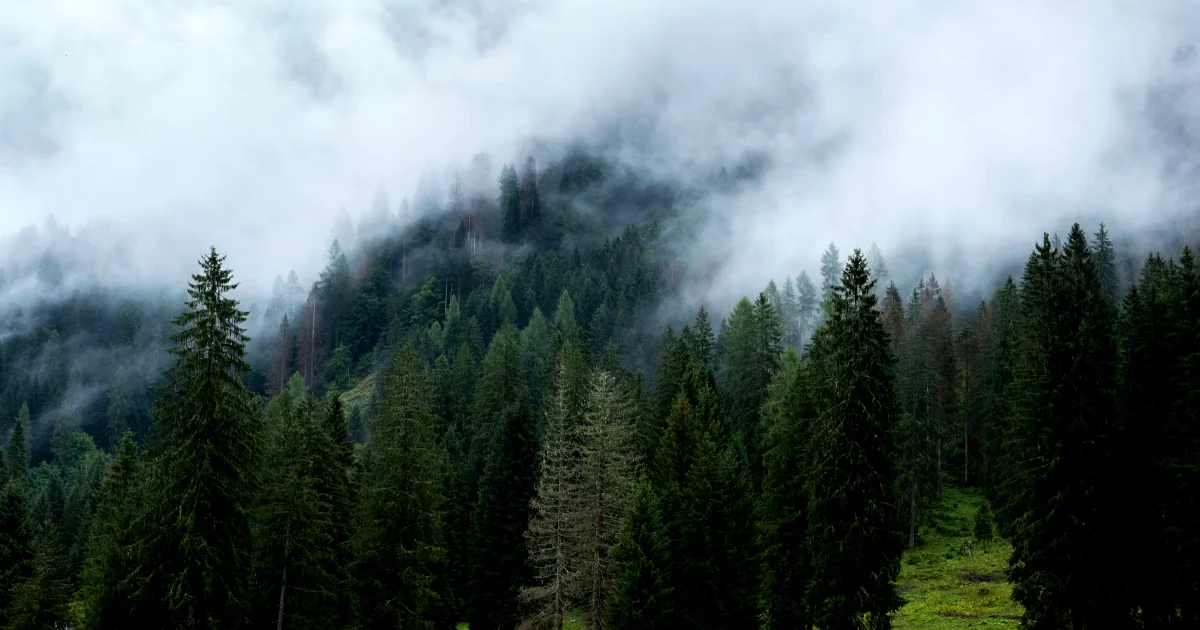 The same forest after a grade - deeper shadows, a cooler cast, and richer green, so it reads as a deliberate mood instead of a flat snapshot.