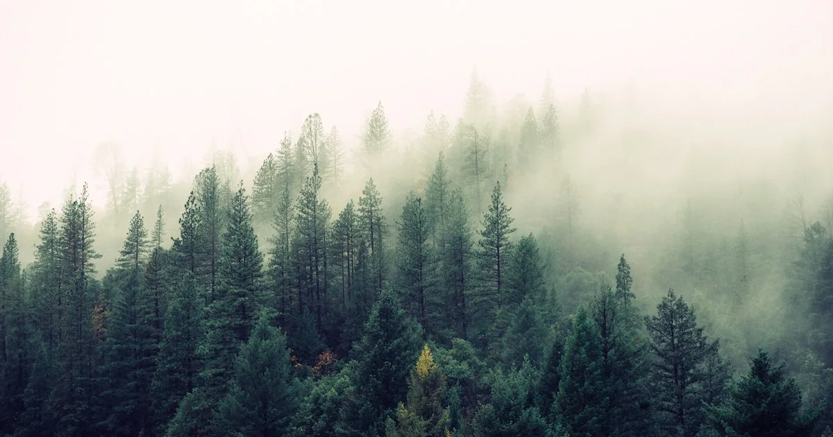 A misty forest of evergreens straight from a free photo library, with no title - a placeholder.